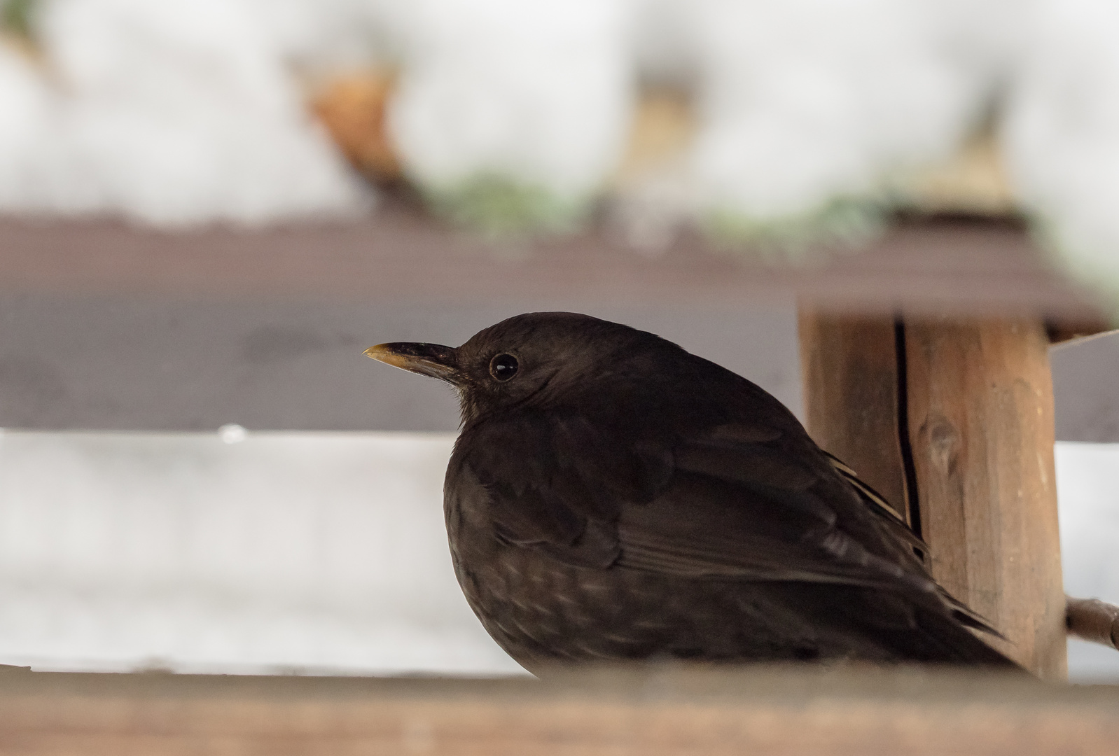 Amsel beim Frühstück