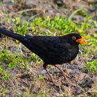 Amsel beim Frühstück 