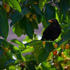 Amsel beim Frühstück