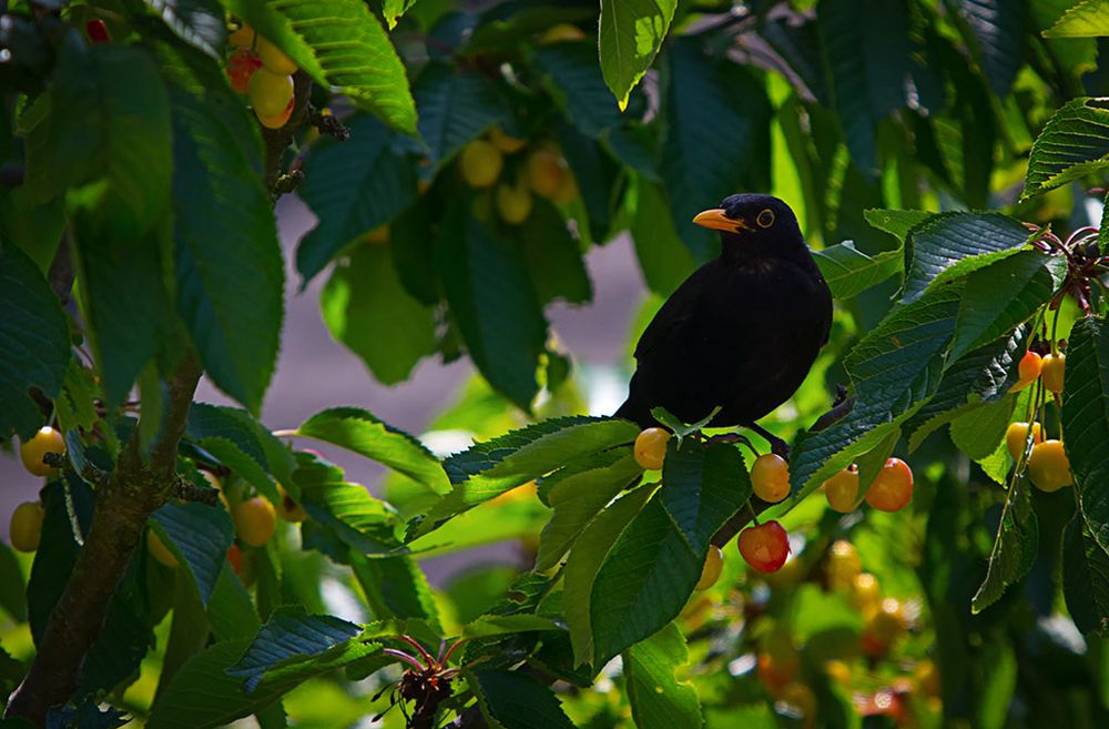 Amsel beim Frühstück