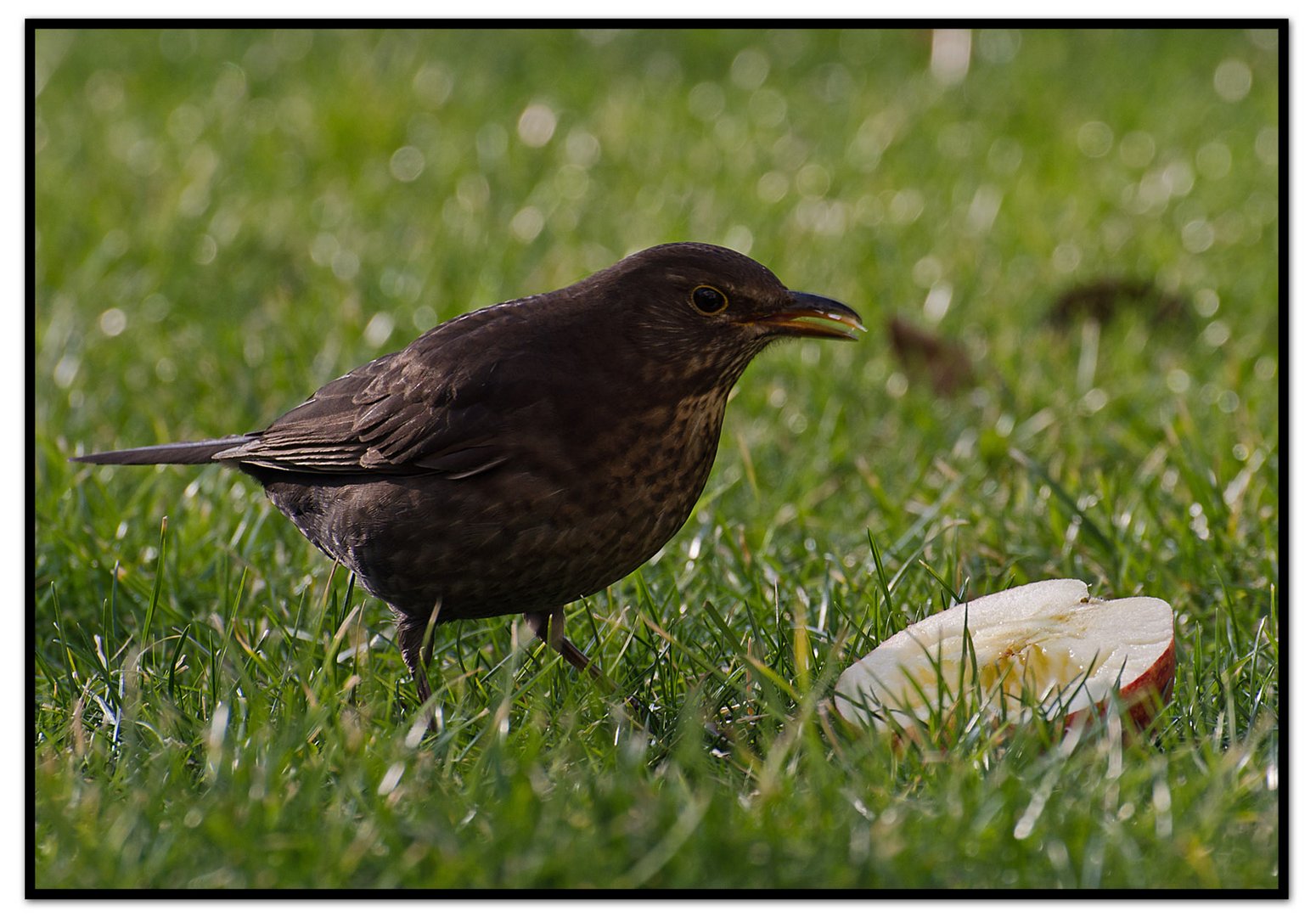 Amsel beim Frühstück ;-)