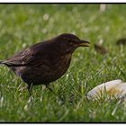 Amsel beim Frühstück ;-)