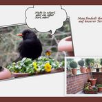 Amsel beim Frühstück