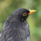 Amsel beim Frühstücken !