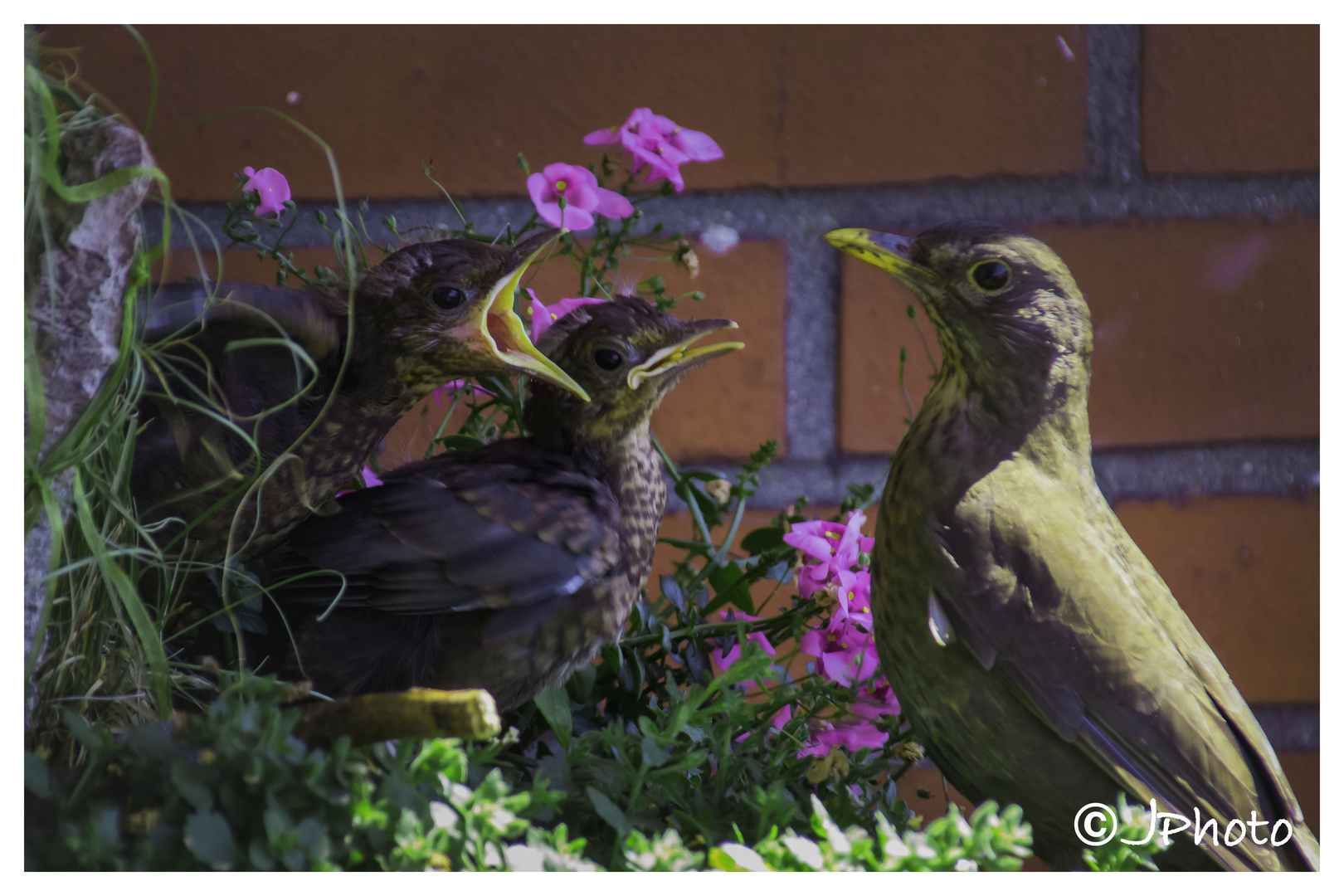 Amsel beim Füttern