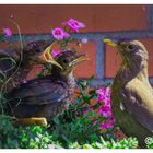 Amsel beim Füttern