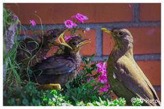 Amsel beim Füttern