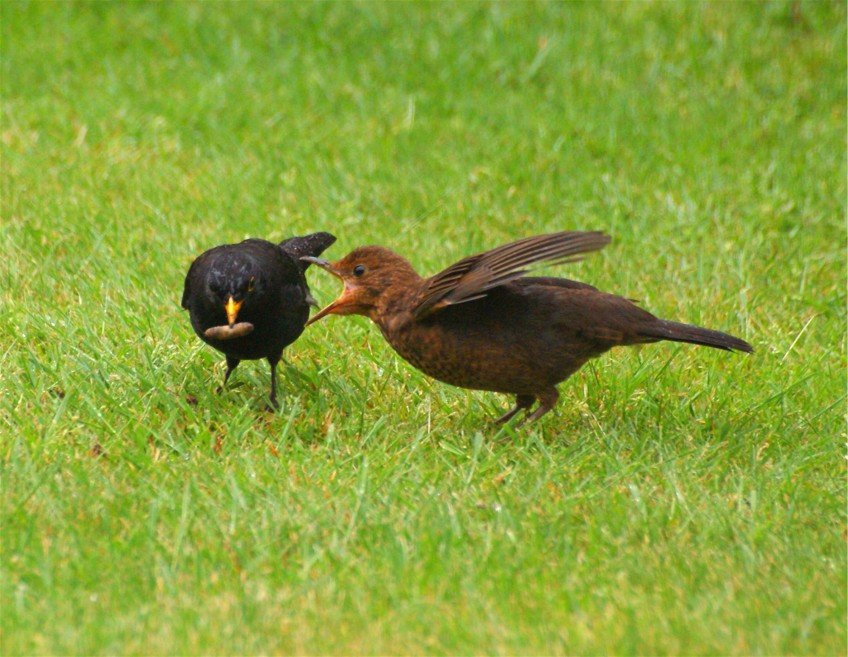 Amsel beim Füttern