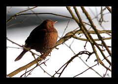 Amsel beim Genuss der letzten Sonnenstrahlen-------