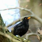 Amsel beim Gesang