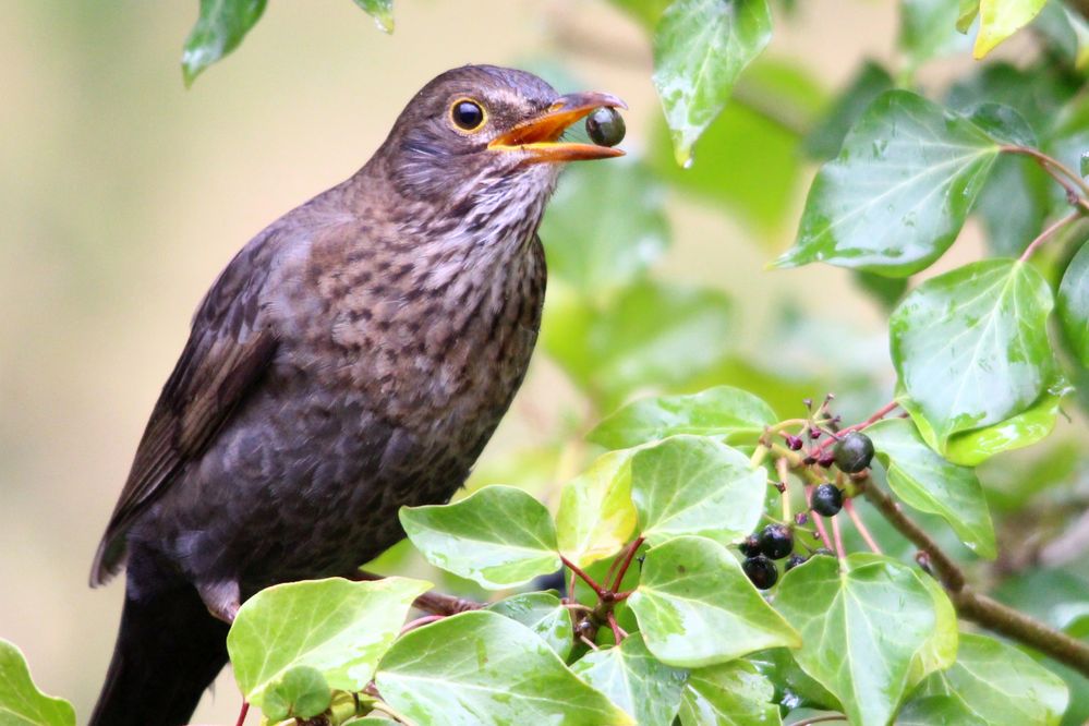 Amsel beim Mittagessen