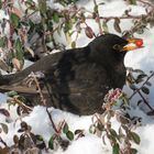 Amsel beim Mittagsimbiss