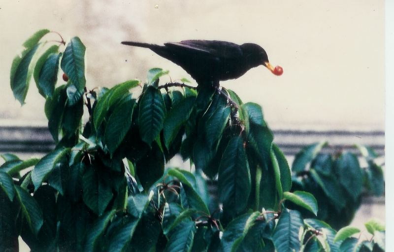 Amsel beim Naschen