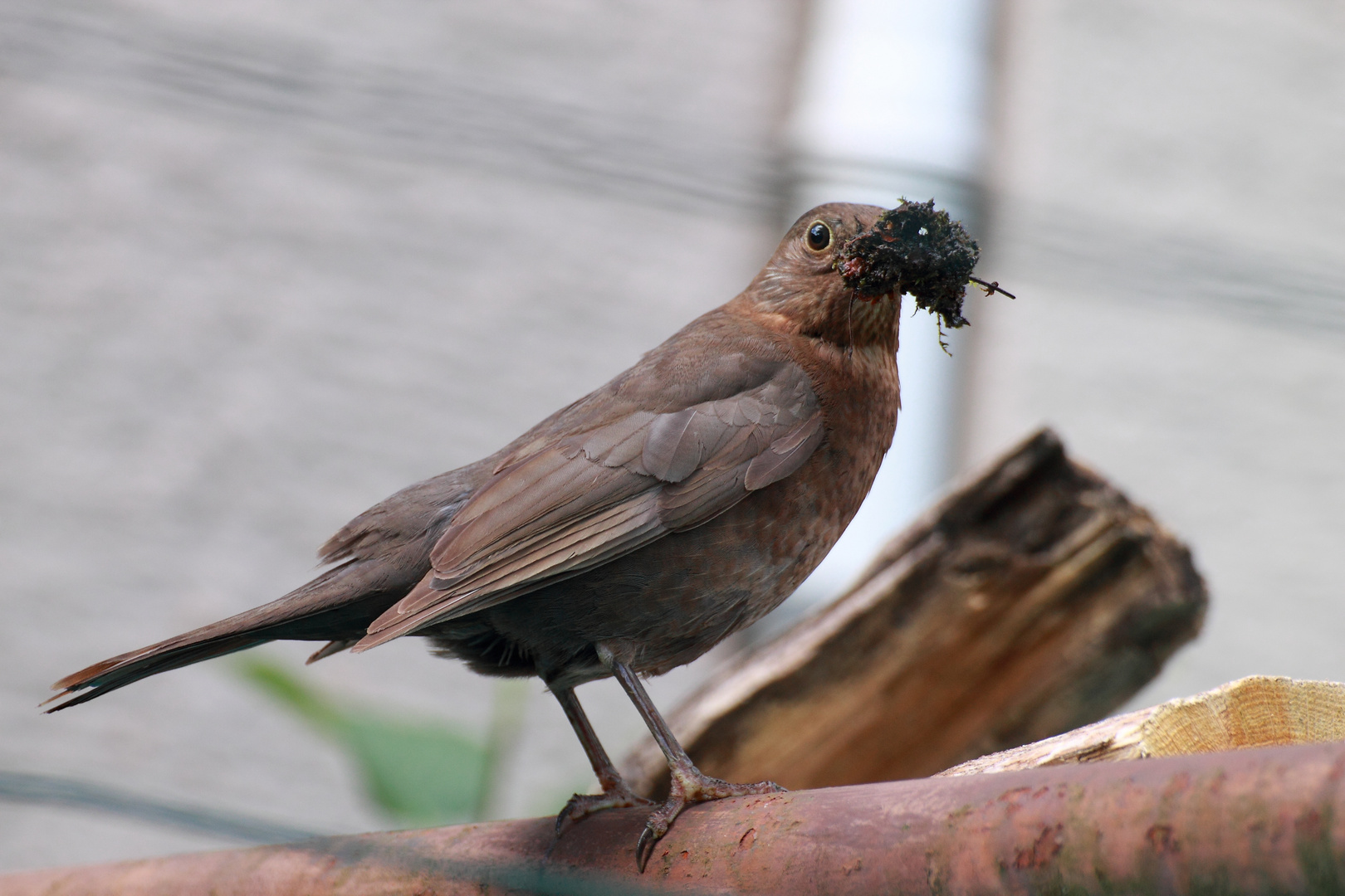 Amsel beim Nestbau