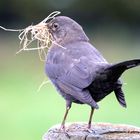 Amsel beim Nestbau