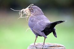 Amsel beim Nestbau