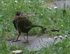 Amsel beim Nestbau