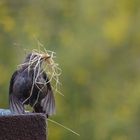 Amsel beim Nestbau