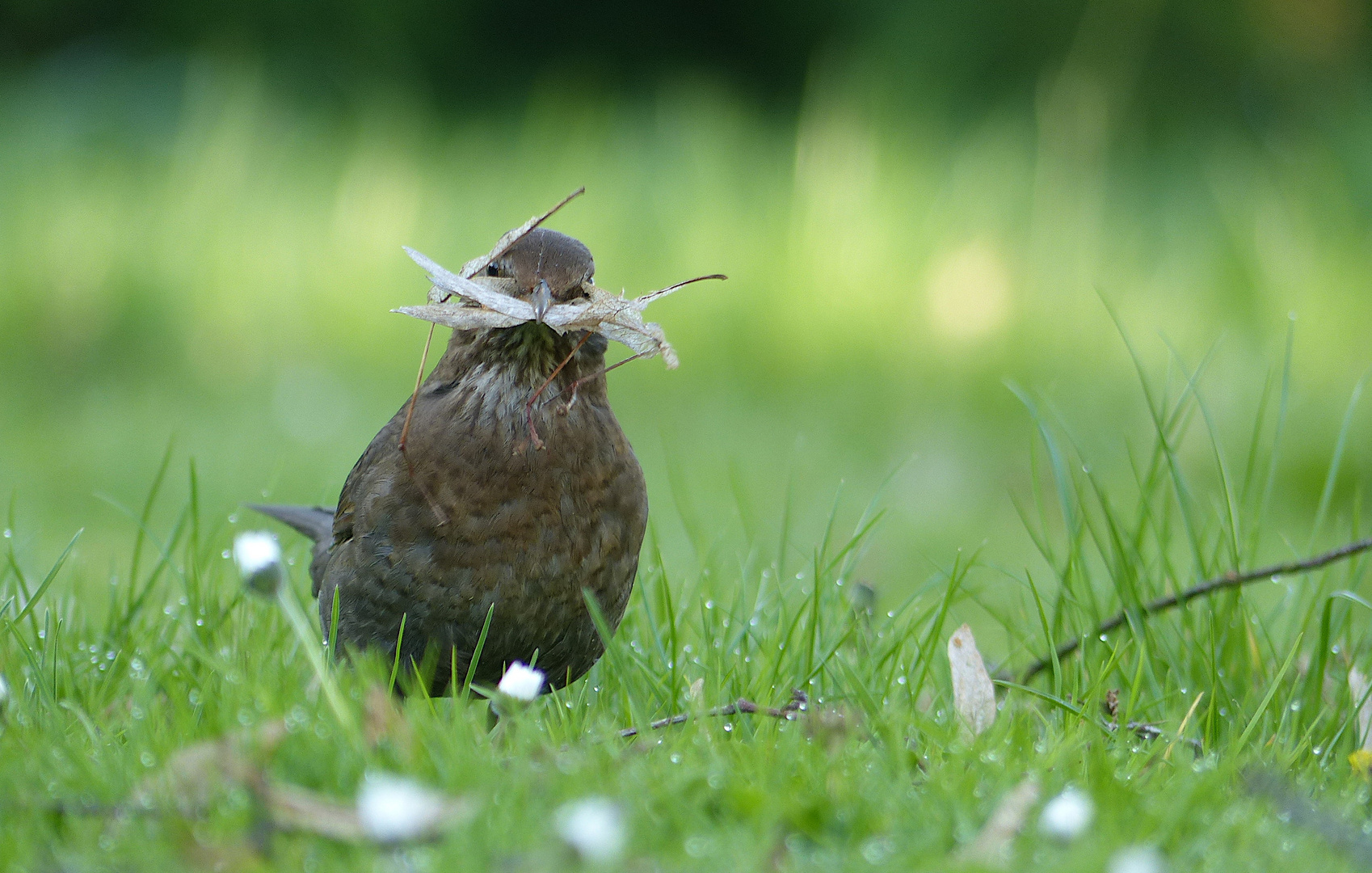 Amsel beim Nestbau 