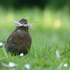 Amsel beim Nestbau 