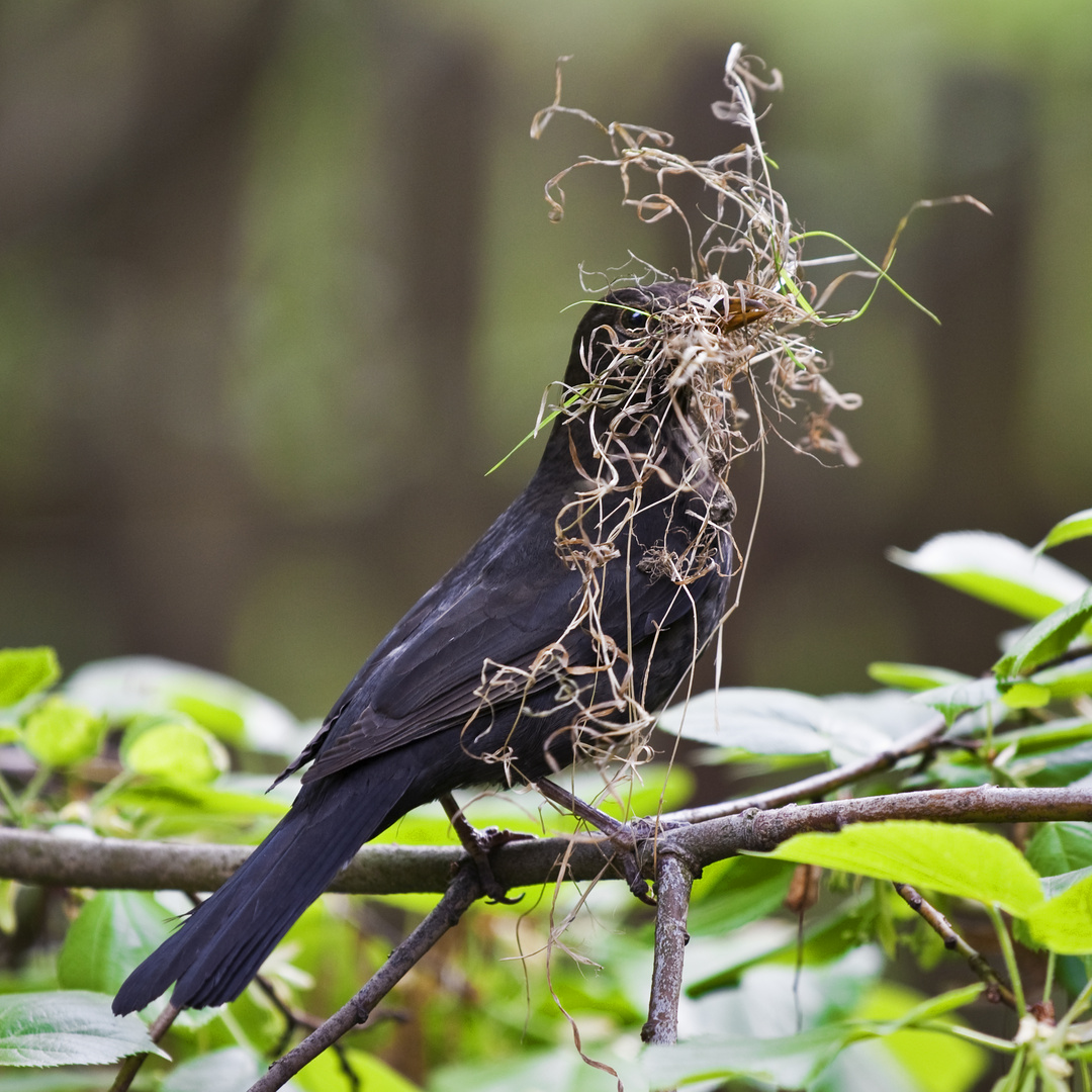 Amsel beim Nestbau (Turdus merula) Männchen - blackbird (Turdus merula) male