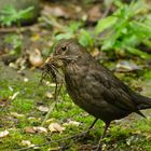 Amsel beim Nisten überrascht