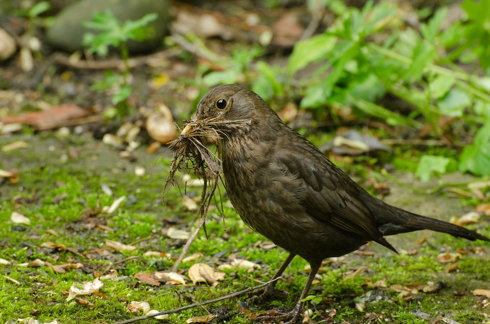 Amsel beim Nisten überrascht