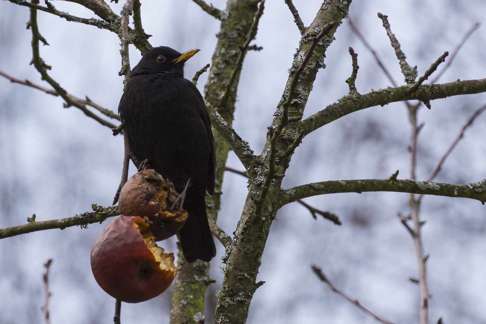 Amsel beim Resteessen 1