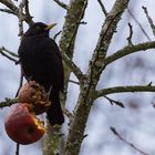 Amsel beim Resteessen 1