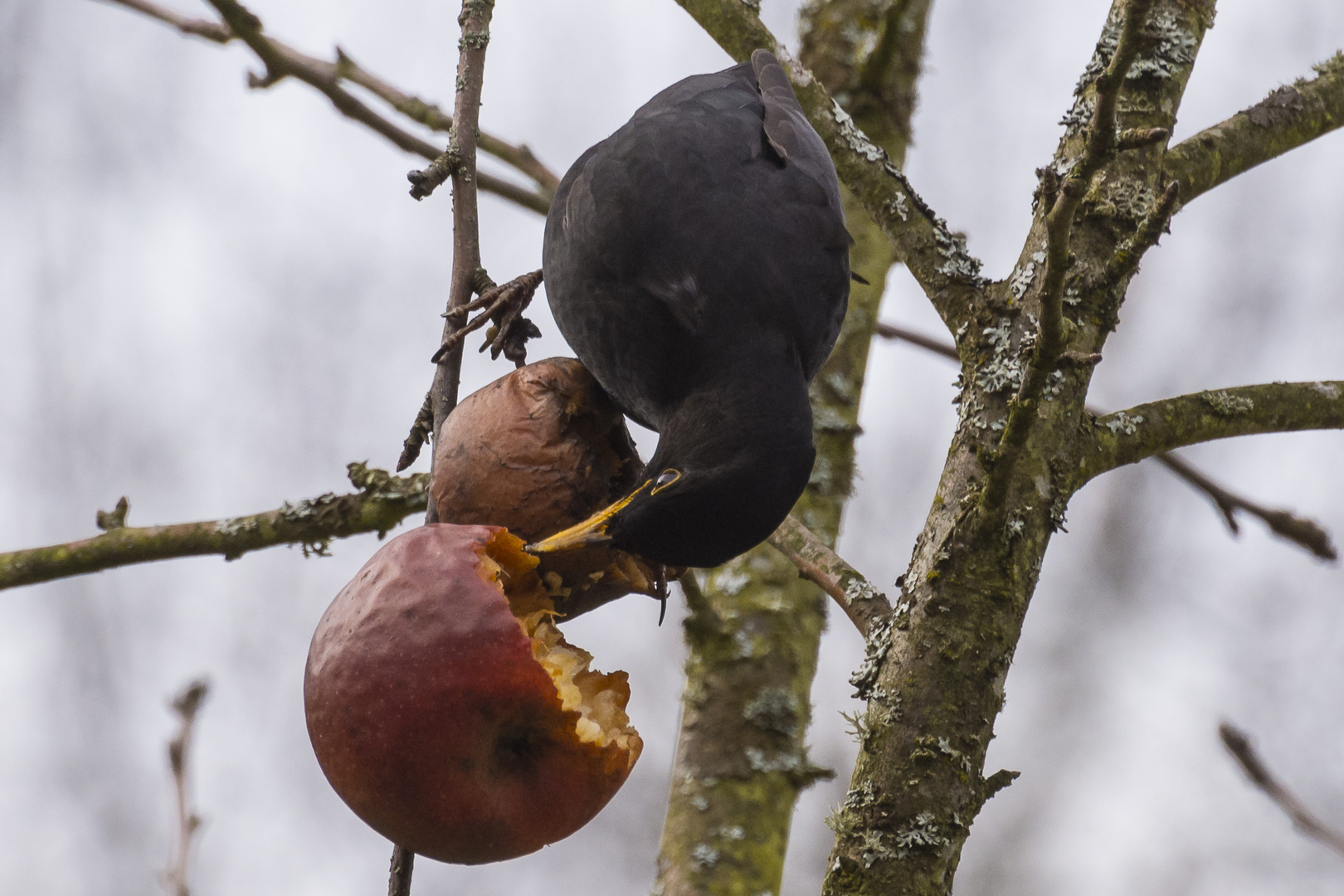 Amsel beim Resteessen 2