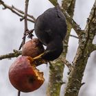 Amsel beim Resteessen 2