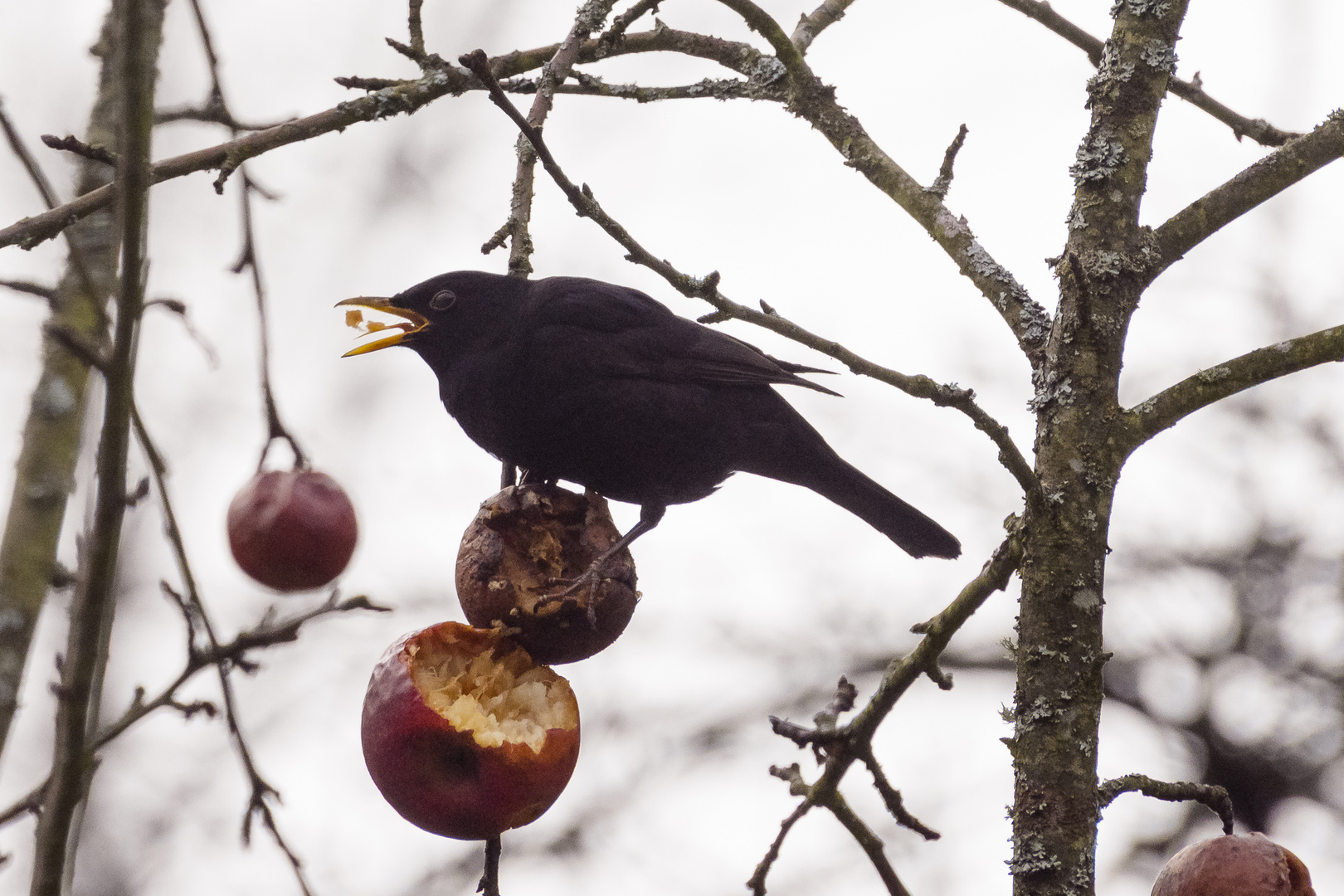 Amsel beim Resteessen 3