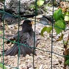 Amsel beim Sonnenbad