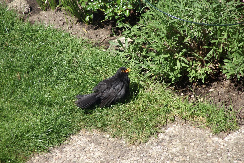 Amsel beim Sonnenbad