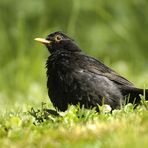 Amsel beim Sonnenbad