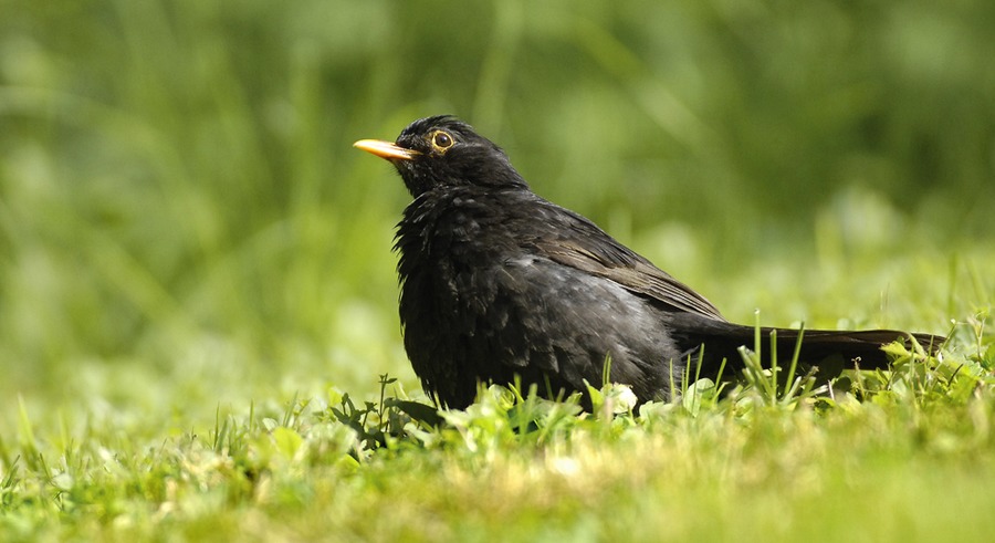 Amsel beim Sonnenbad