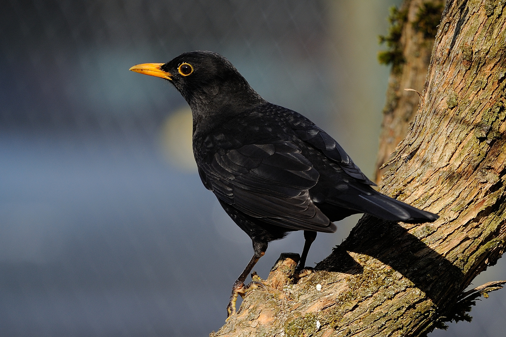 Amsel beim Sonnenbaden