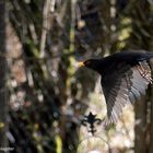 Amsel beim Start