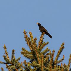 Amsel beim Trillern