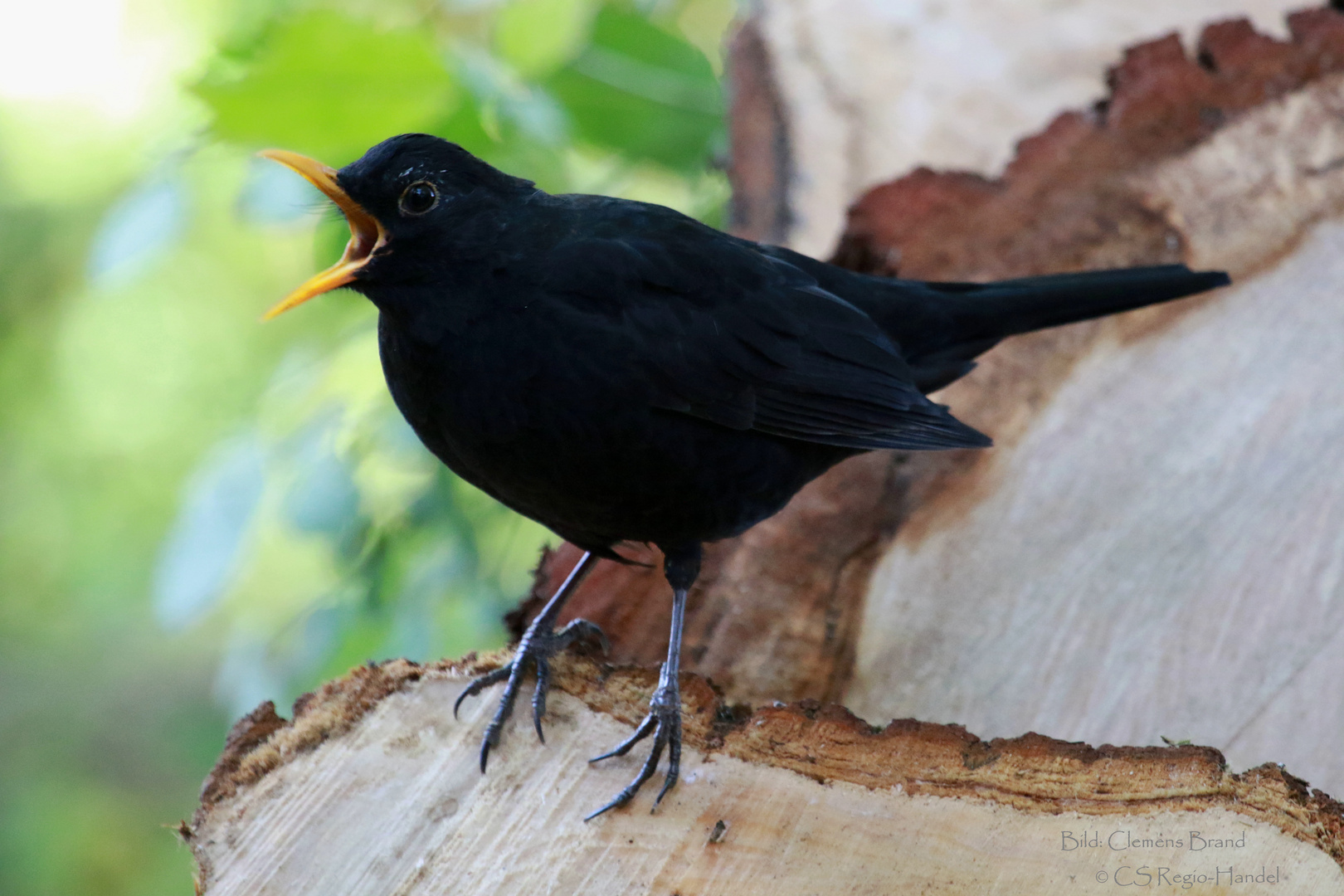 Amsel  beim Warnruf 