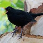 Amsel  beim Warnruf 