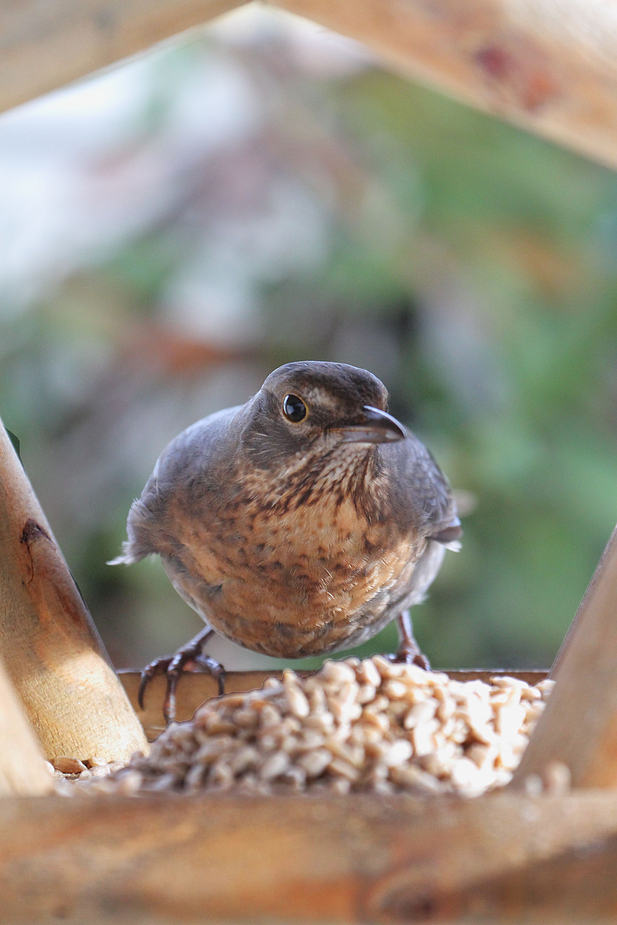 Amsel -Besuch im Häuschen