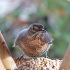 Amsel -Besuch im Häuschen