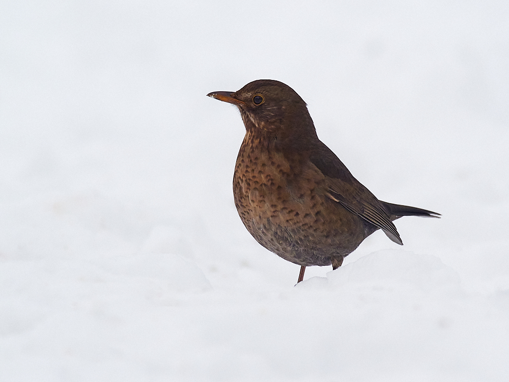 Amsel