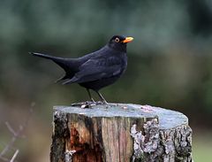 Amsel