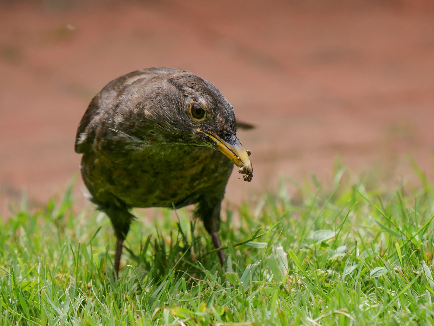 Amsel