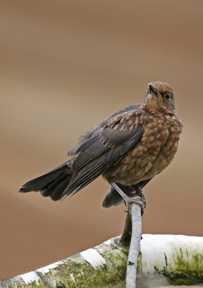 Amsel