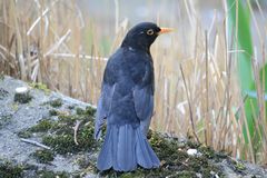 Amsel Blackbird