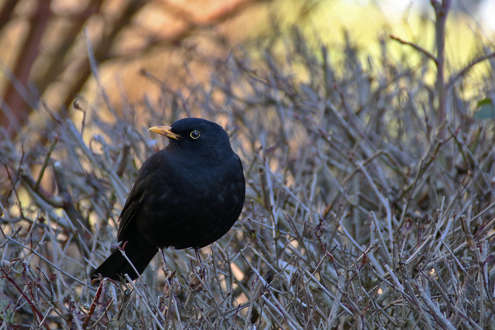 Amsel-Blick