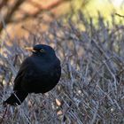 Amsel-Blick